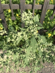 Chenopodium suecicum