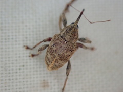 Curculio venosus