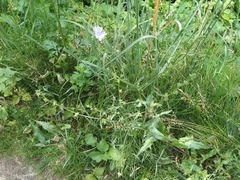 Cichorium intybus