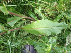 Cichorium intybus