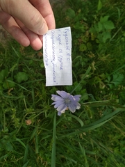 Cichorium intybus