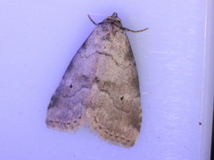 Hyperstrotia pervertens