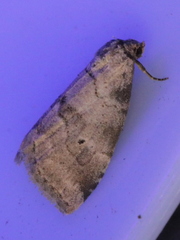 Hyperstrotia pervertens