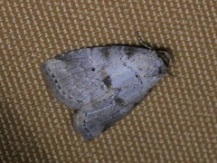 Hyperstrotia pervertens