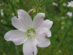 Malva weinmanniana