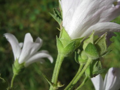 Malva weinmanniana