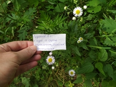 Erigeron strigosus