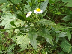 Erigeron strigosus