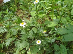 Erigeron strigosus