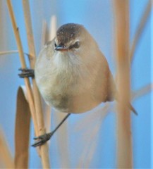 Acrocephalus gracilirostris gracilirostris
