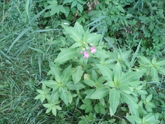 Impatiens glandulifera