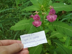 Impatiens glandulifera