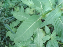 Impatiens glandulifera