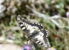 Papilio machaon