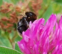 Bombus subterraneus