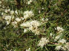 Hakea rugosa