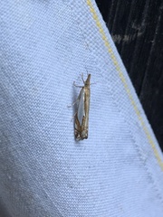 Crambus bidens