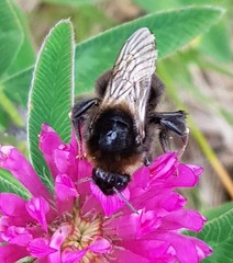 Bombus subterraneus