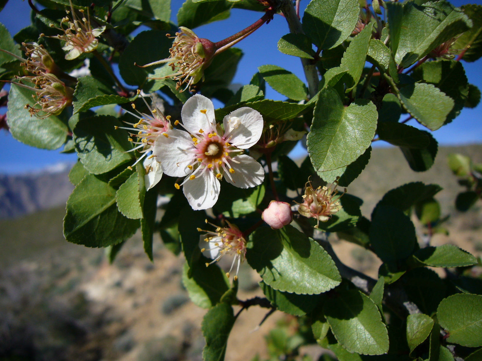 Prunus fremontii