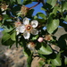 Prunus fremontii - Photo (c) Florian Boyd, algunos derechos reservados (CC BY-SA)