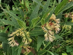 Symphytum officinale