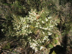 Hakea rugosa