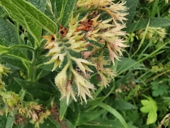 Symphytum officinale