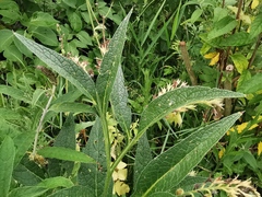 Symphytum officinale