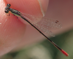 Agriocnemis exilis