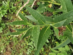 Symphytum officinale