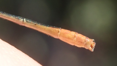 Agriocnemis gratiosa