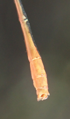 Agriocnemis gratiosa