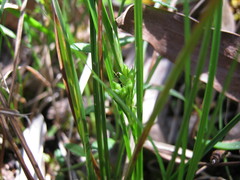 Carex breviculmis