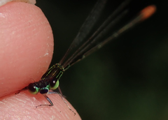 Agriocnemis gratiosa