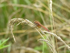 Crocothemis servilia mariannae