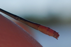 Agriocnemis gratiosa