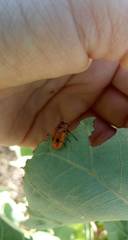 Tituboea sexmaculata