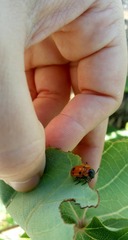 Tituboea sexmaculata