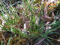 Carex breviculmis