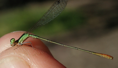 Agriocnemis gratiosa