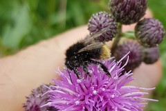 Bombus ruderarius