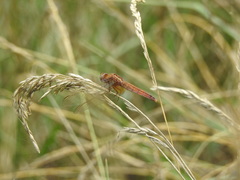 Crocothemis servilia mariannae