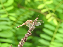 Crocothemis servilia mariannae