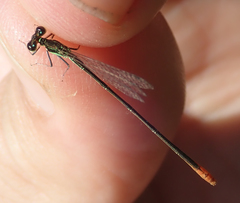 Agriocnemis gratiosa