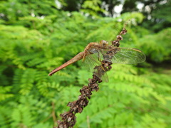 Crocothemis servilia mariannae