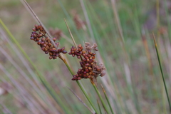 Juncus acutus acutus