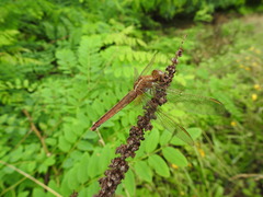 Crocothemis servilia mariannae