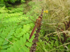 Crocothemis servilia mariannae