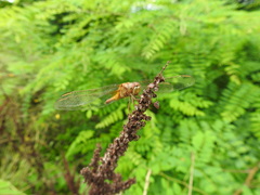 Crocothemis servilia mariannae
