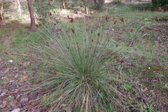 Juncus acutus acutus